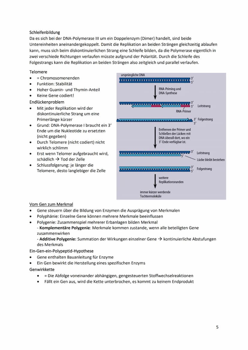Cytologische Grundlagen der Vererbung
Chromosomen
● Bestehen aus linearen DNA-Molekülen, die basisch mit
Histonen reagieren
DNA windet sich 