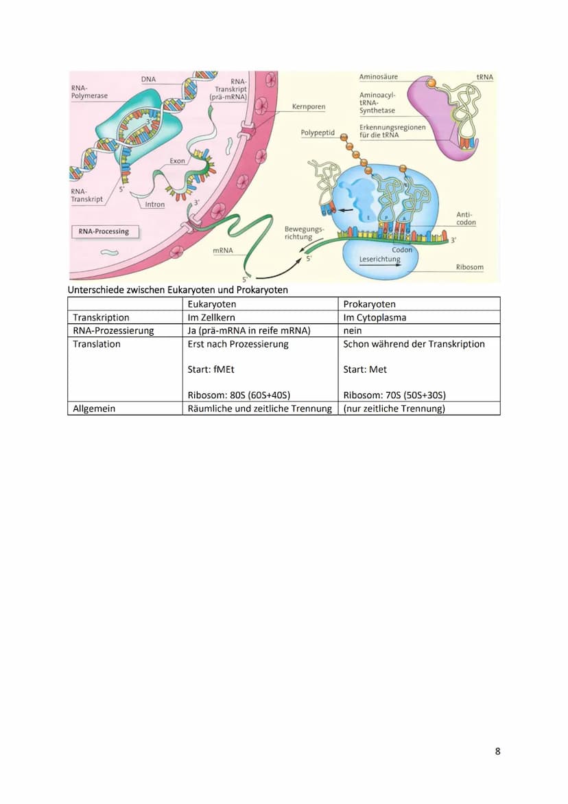 Cytologische Grundlagen der Vererbung
Chromosomen
● Bestehen aus linearen DNA-Molekülen, die basisch mit
Histonen reagieren
DNA windet sich 