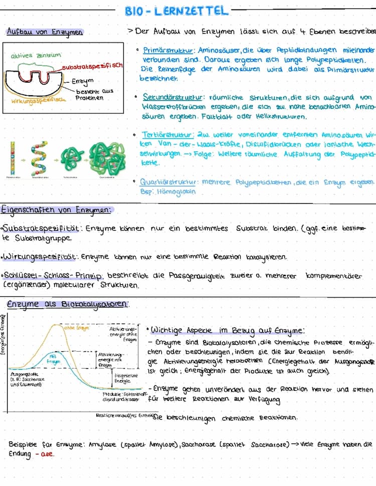 Know Enzymatik Jahrgang 11 thumbnail