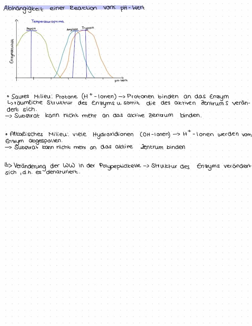 Aufbau von Enzymen
Energie(rel. Einhei
aktives zentrum
wirkungsspezifisch
Substratspezifisch
Enzym
besteht aus
Proteinen
1.§.
Ausgangstoffe
