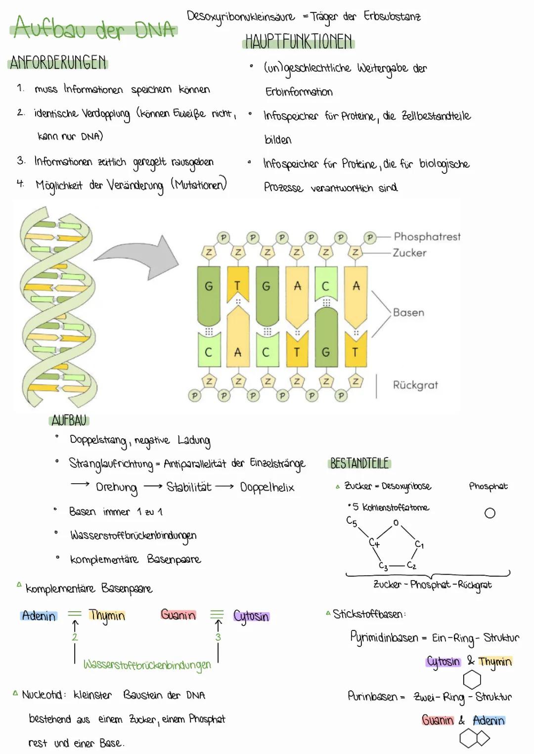 Aufbau der DNA - Von DNA zum Protein