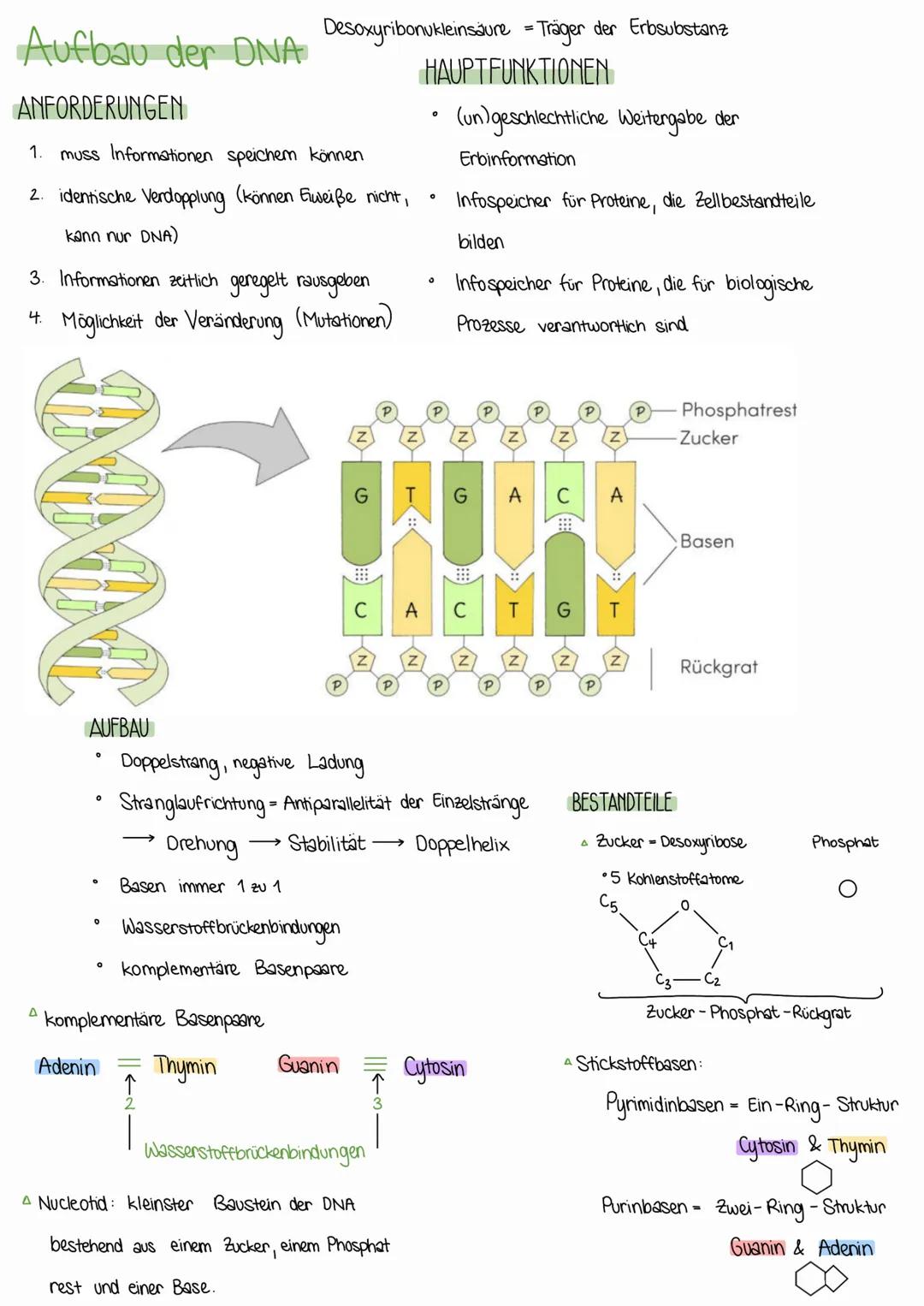 Aufbau der DNA
ANFORDERUNGEN
1. muss Informationen speichem können
2. identische Verdopplung (können Gweiße nicht,
kann nur DNA)
3. Informat