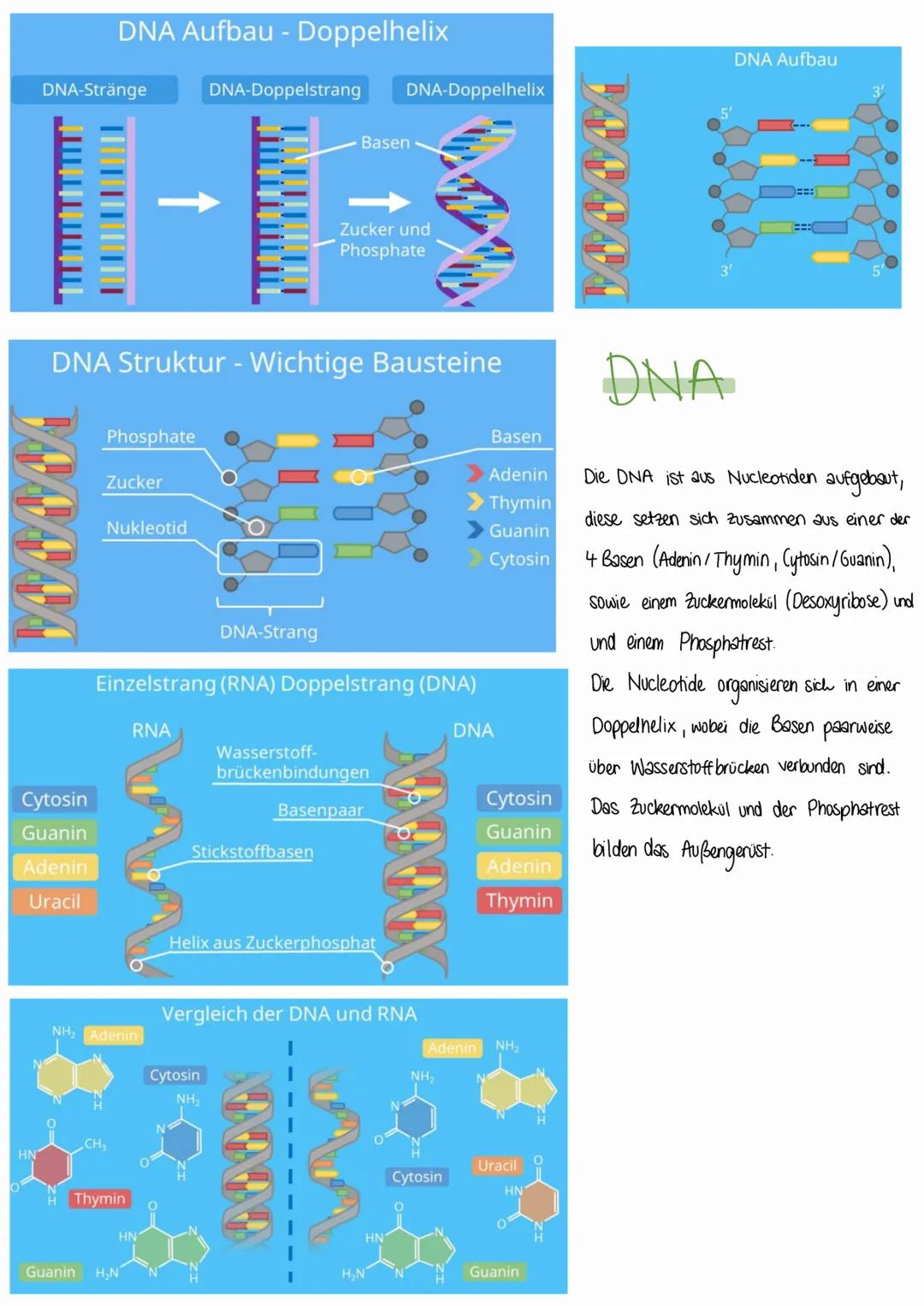 Aufbau der DNA
ANFORDERUNGEN
1. muss Informationen speichem können
2. identische Verdopplung (können Gweiße nicht,
kann nur DNA)
3. Informat