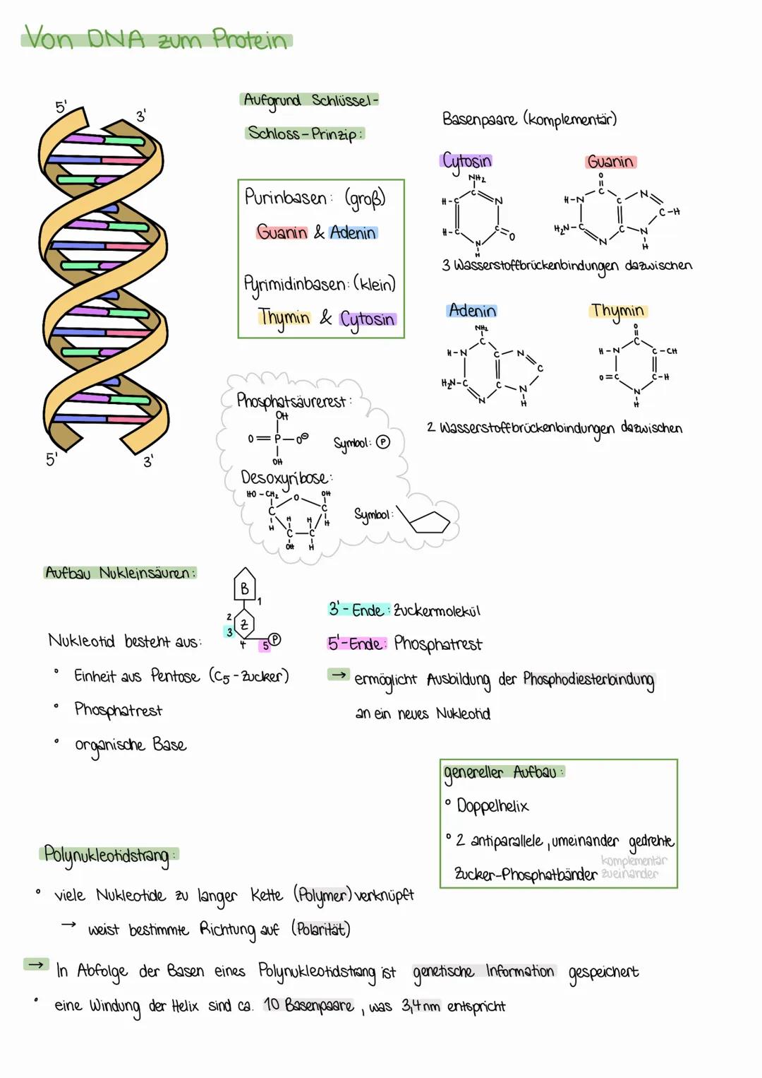 Aufbau der DNA
ANFORDERUNGEN
1. muss Informationen speichem können
2. identische Verdopplung (können Gweiße nicht,
kann nur DNA)
3. Informat