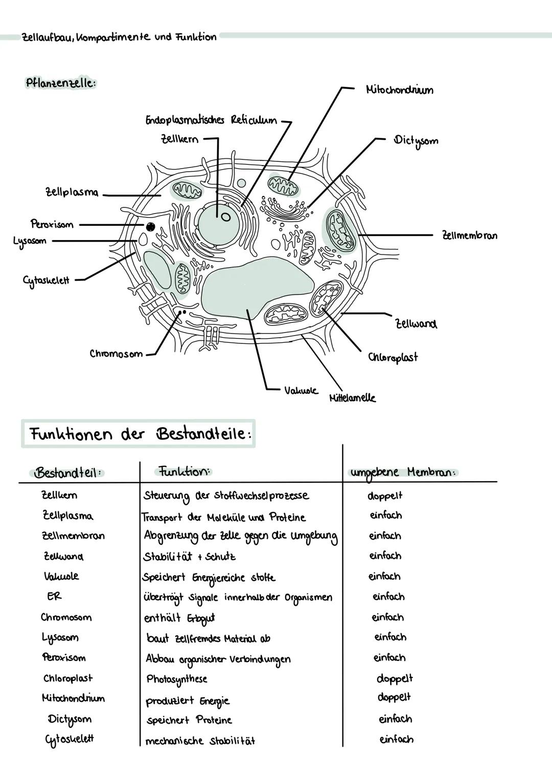 Zellaufbau, Kompartimente und Funktion
Pflanzenzelle:
Zellplasma
Peroxisom
Lysasom
Cytoskelett
Chromosom
Funktionen der Bestandteile:
Bestan