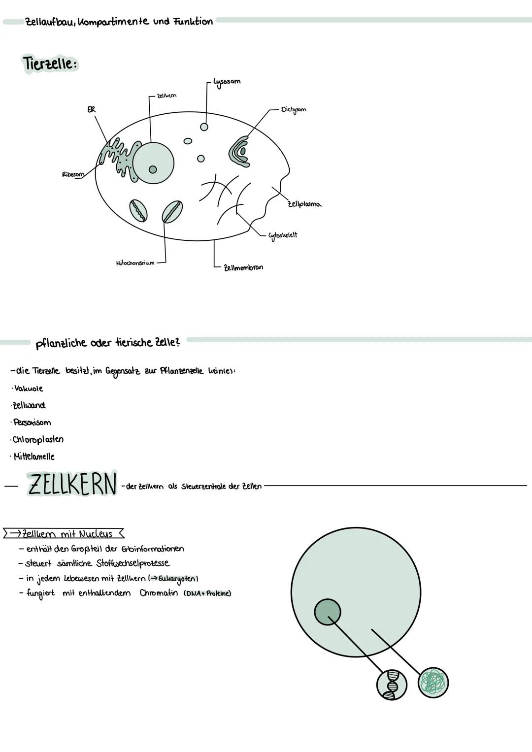 Zellaufbau, Kompartimente und Funktion
Pflanzenzelle:
Zellplasma
Peroxisom
Lysasom
Cytoskelett
Chromosom
Funktionen der Bestandteile:
Bestan