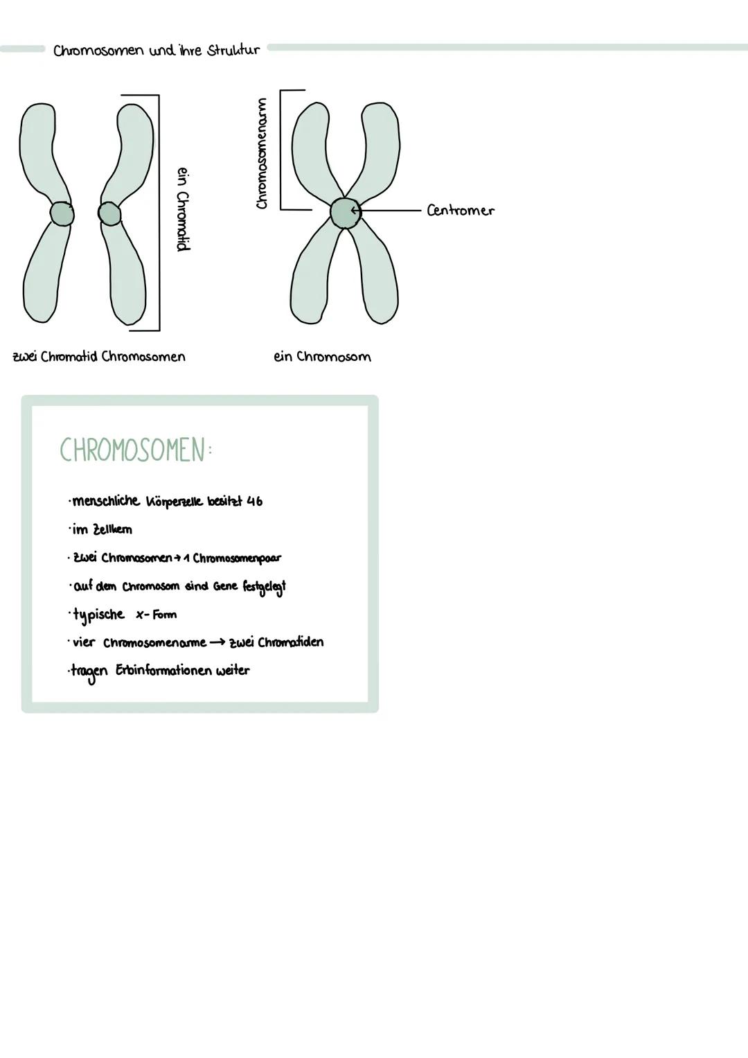 Zellaufbau, Kompartimente und Funktion
Pflanzenzelle:
Zellplasma
Peroxisom
Lysasom
Cytoskelett
Chromosom
Funktionen der Bestandteile:
Bestan