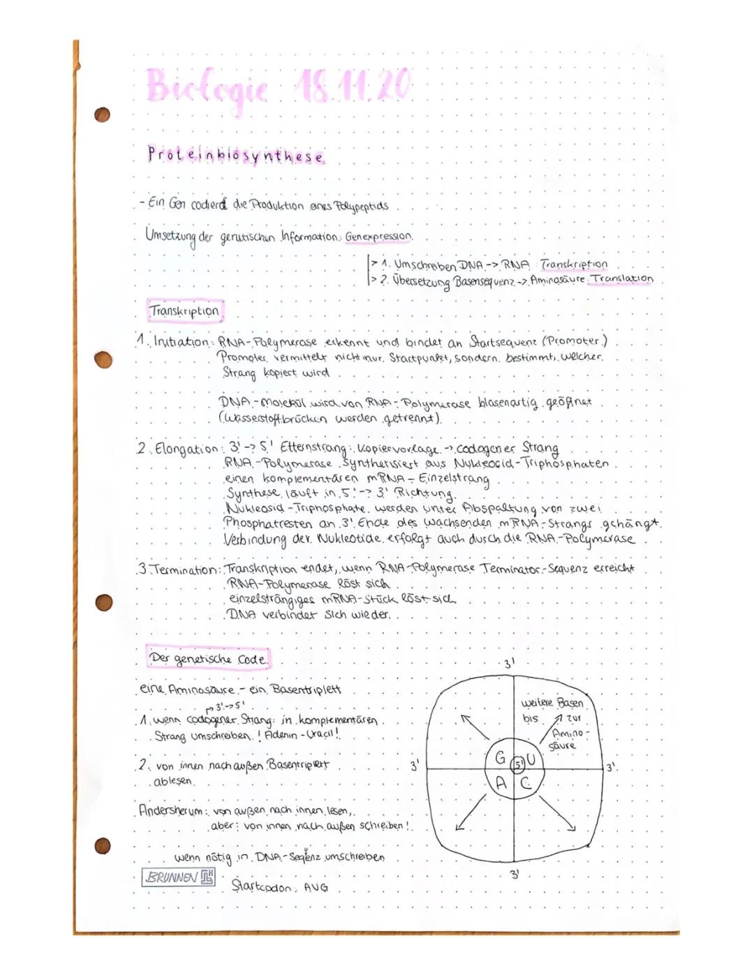 Transkription und Translation einfach erklärt: Proteinbiosynthese, Viren und Bakterien