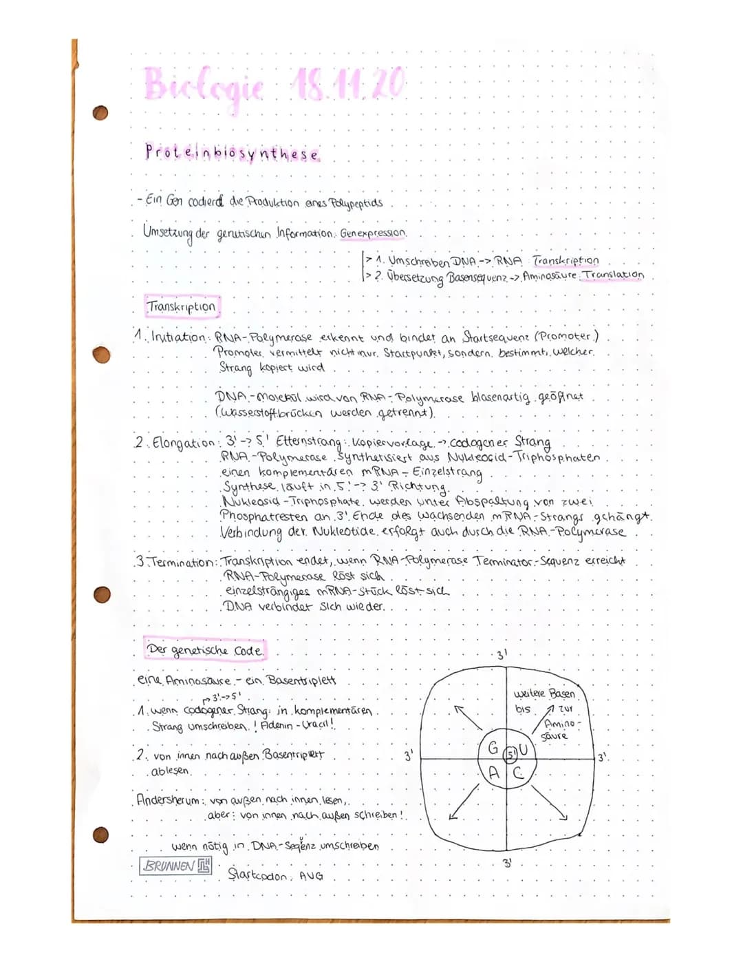 Biologie: 18.11.20
Proteinbiosynthese
•Ein Gen codierd die Produktion eines Polypeptids
Umsetzung der genutischen Information Genexpression
