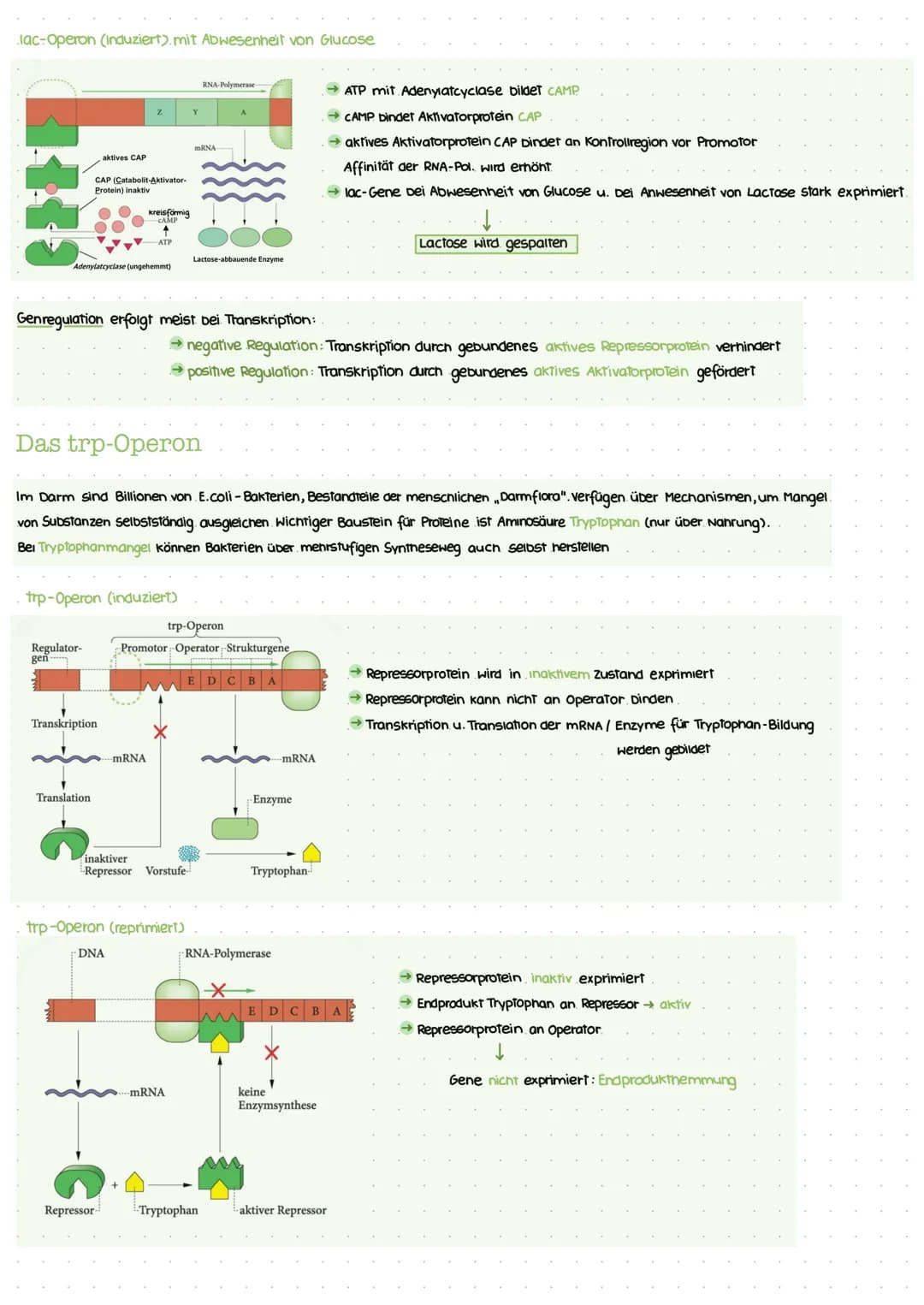 Biotechnologic KA I
Nukleinsäuren: Bausteine
Bausteine der DNA
Benennung eines DNA-Nukleotids.
(P
besoxy
ribose
Pyrimidinbasen
→ Cytosin
Thy