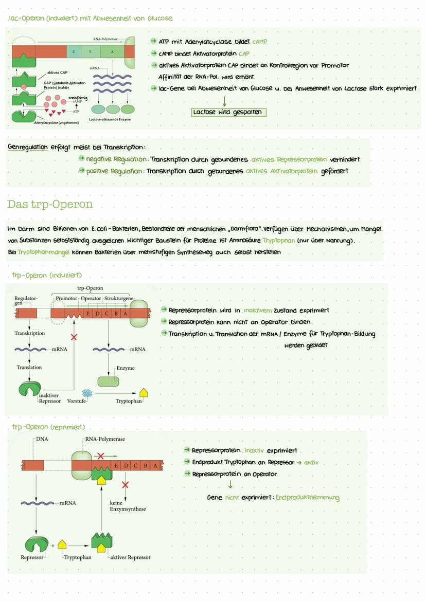 Biotechnologic KA I
Nukleinsäuren: Bausteine
Bausteine der DNA
Benennung eines DNA-Nukleotids.
(P
besoxy
ribose
Pyrimidinbasen
→ Cytosin
Thy