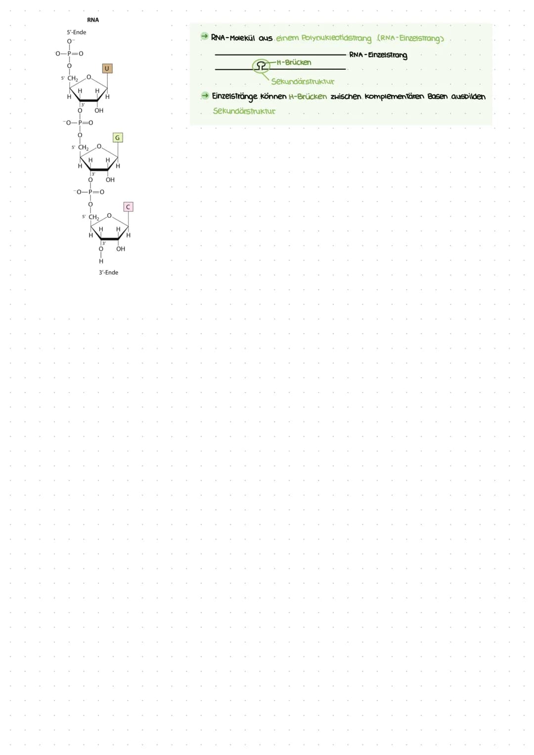 Biotechnologic KA I
Nukleinsäuren: Bausteine
Bausteine der DNA
Benennung eines DNA-Nukleotids.
(P
besoxy
ribose
Pyrimidinbasen
→ Cytosin
Thy