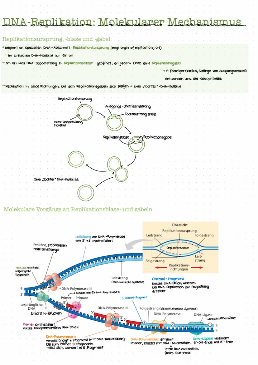 Biotechnologic KA I
Nukleinsäuren: Bausteine
Bausteine der DNA
Benennung eines DNA-Nukleotids.
(P
besoxy
ribose
Pyrimidinbasen
→ Cytosin
Thy