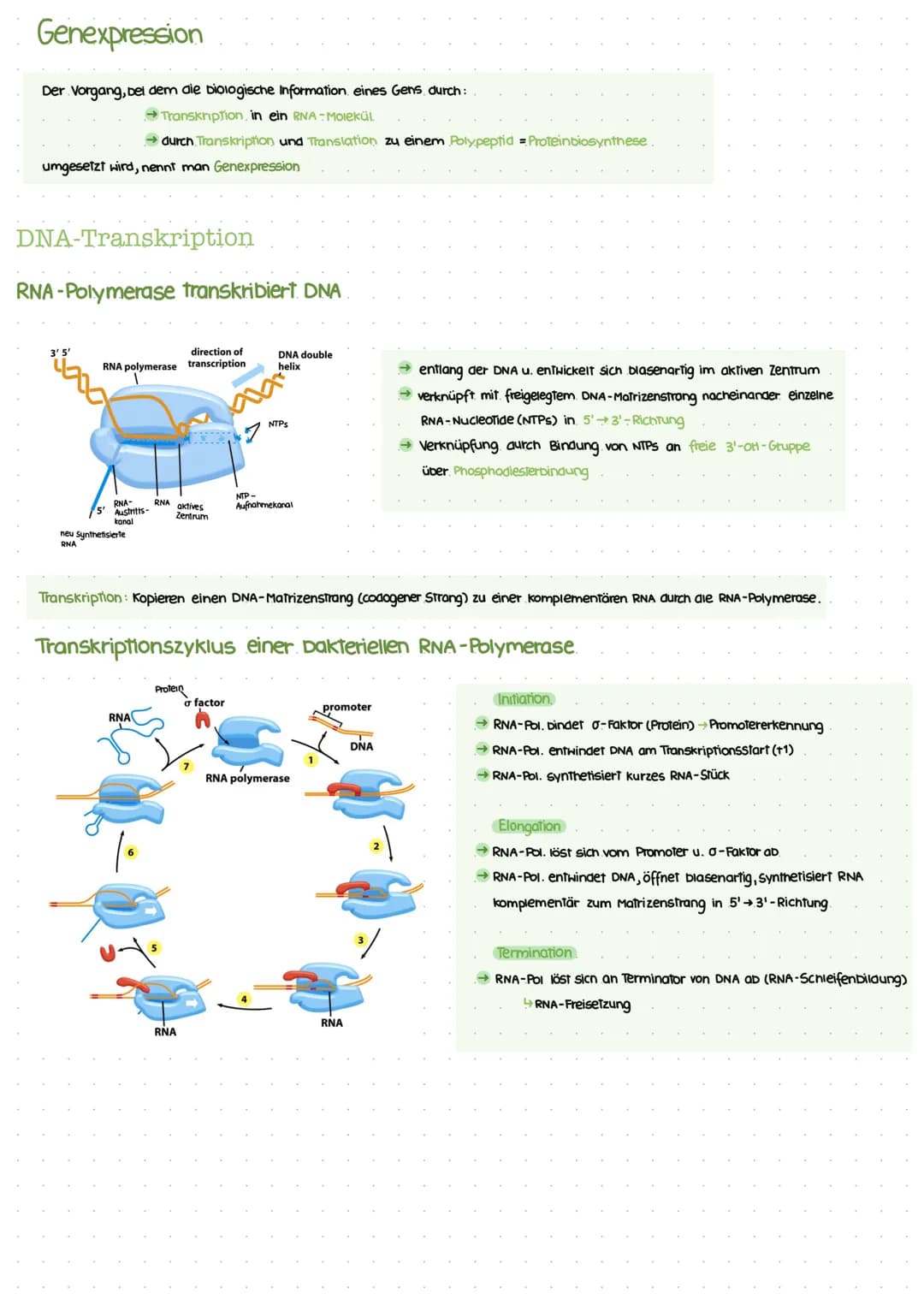 Biotechnologic KA I
Nukleinsäuren: Bausteine
Bausteine der DNA
Benennung eines DNA-Nukleotids.
(P
besoxy
ribose
Pyrimidinbasen
→ Cytosin
Thy