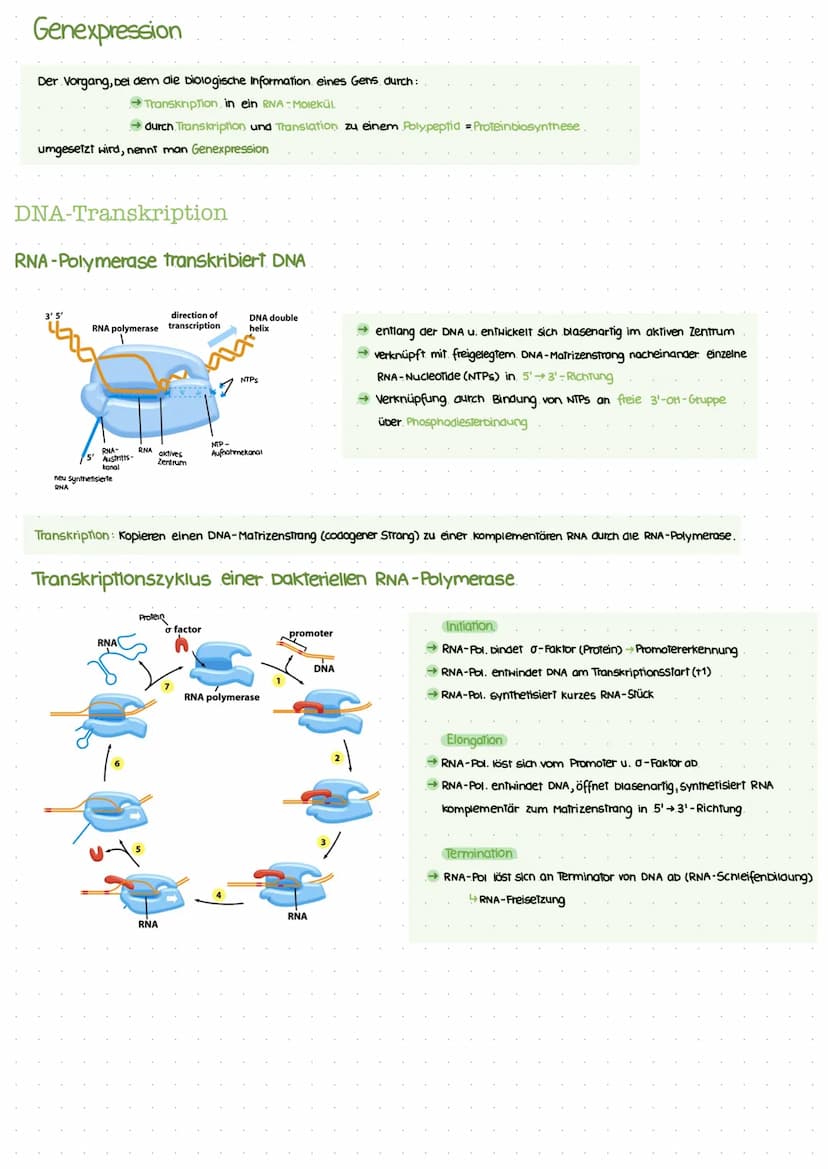 Biotechnologic KA I
Nukleinsäuren: Bausteine
Bausteine der DNA
Benennung eines DNA-Nukleotids.
(P
besoxy
ribose
Pyrimidinbasen
→ Cytosin
Thy