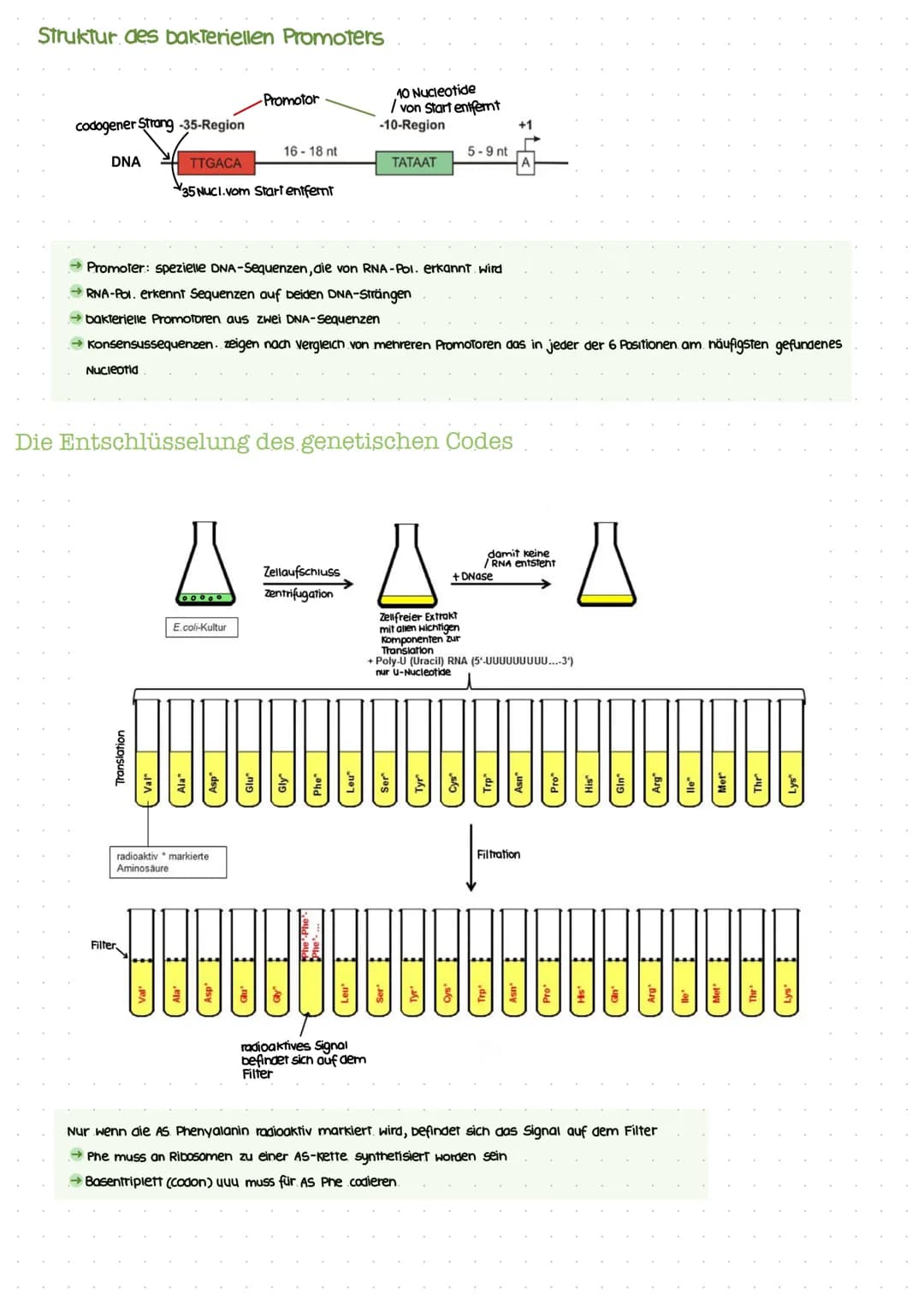 Biotechnologic KA I
Nukleinsäuren: Bausteine
Bausteine der DNA
Benennung eines DNA-Nukleotids.
(P
besoxy
ribose
Pyrimidinbasen
→ Cytosin
Thy