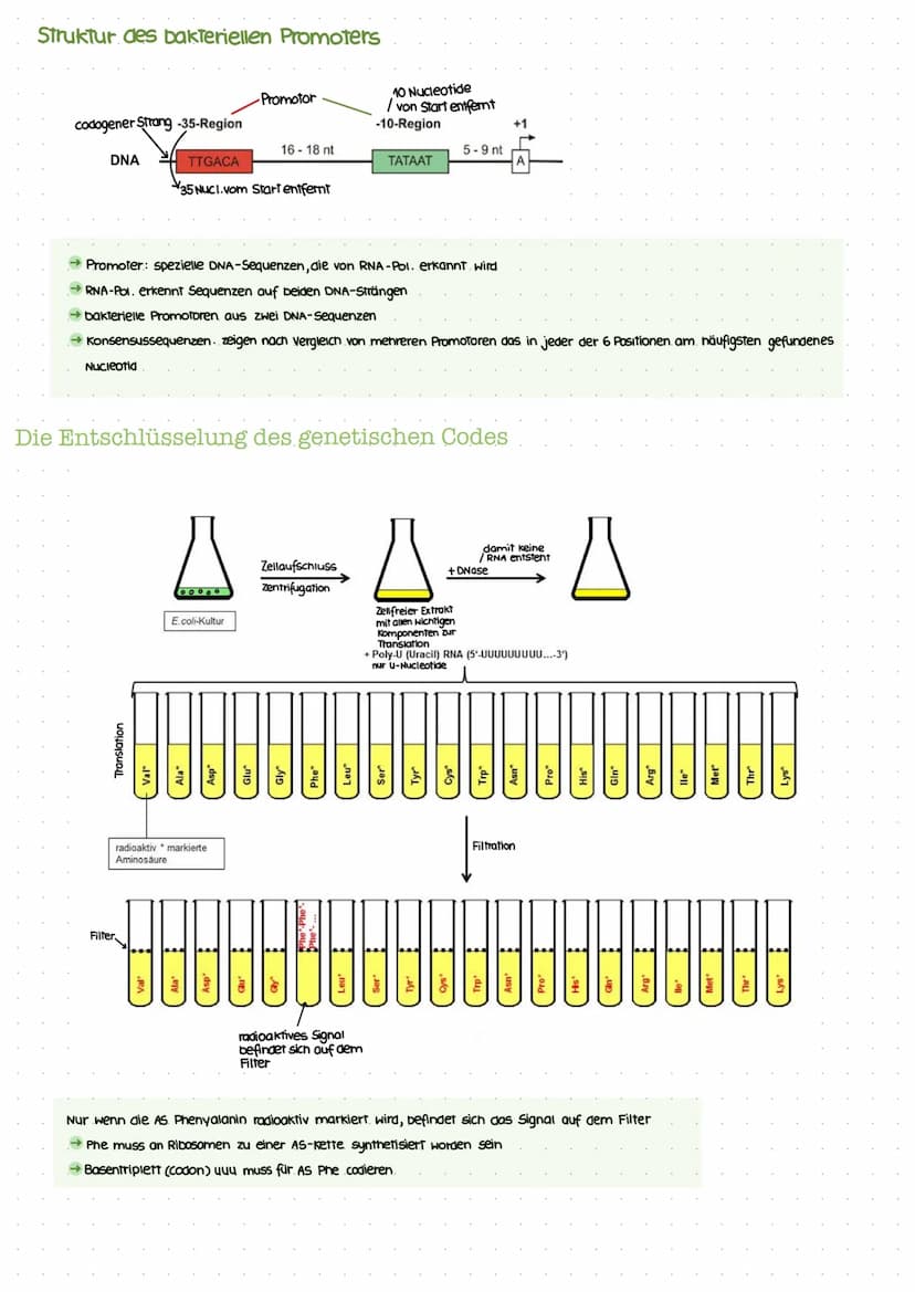 Biotechnologic KA I
Nukleinsäuren: Bausteine
Bausteine der DNA
Benennung eines DNA-Nukleotids.
(P
besoxy
ribose
Pyrimidinbasen
→ Cytosin
Thy