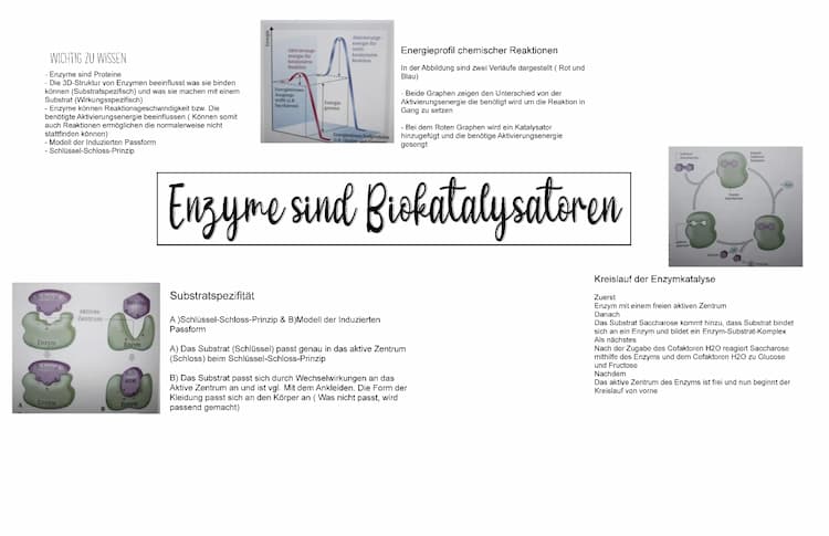 Know Enzymatik & Zellatmung - Klausur thumbnail