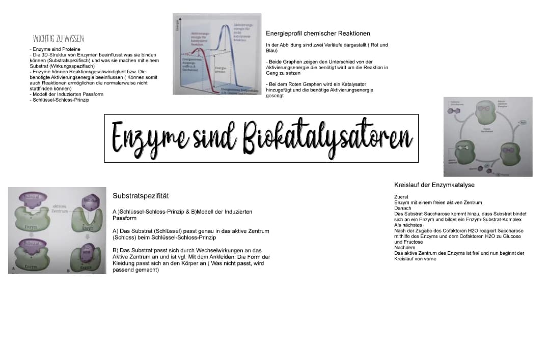 Zellatmung und Enzyme für Kinder - Einfluss von Temperatur und pH-Wert einfach erklärt