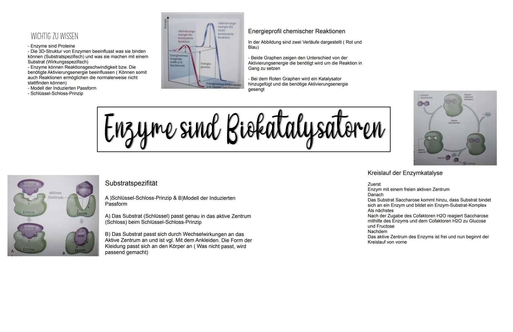 WICHTIG ZU WISSEN
- Enzyme sind Proteine
- Die 3D-Struktur von Enzymen beeinflusst was sie binden
können (Substratspezifisch) und was sie ma