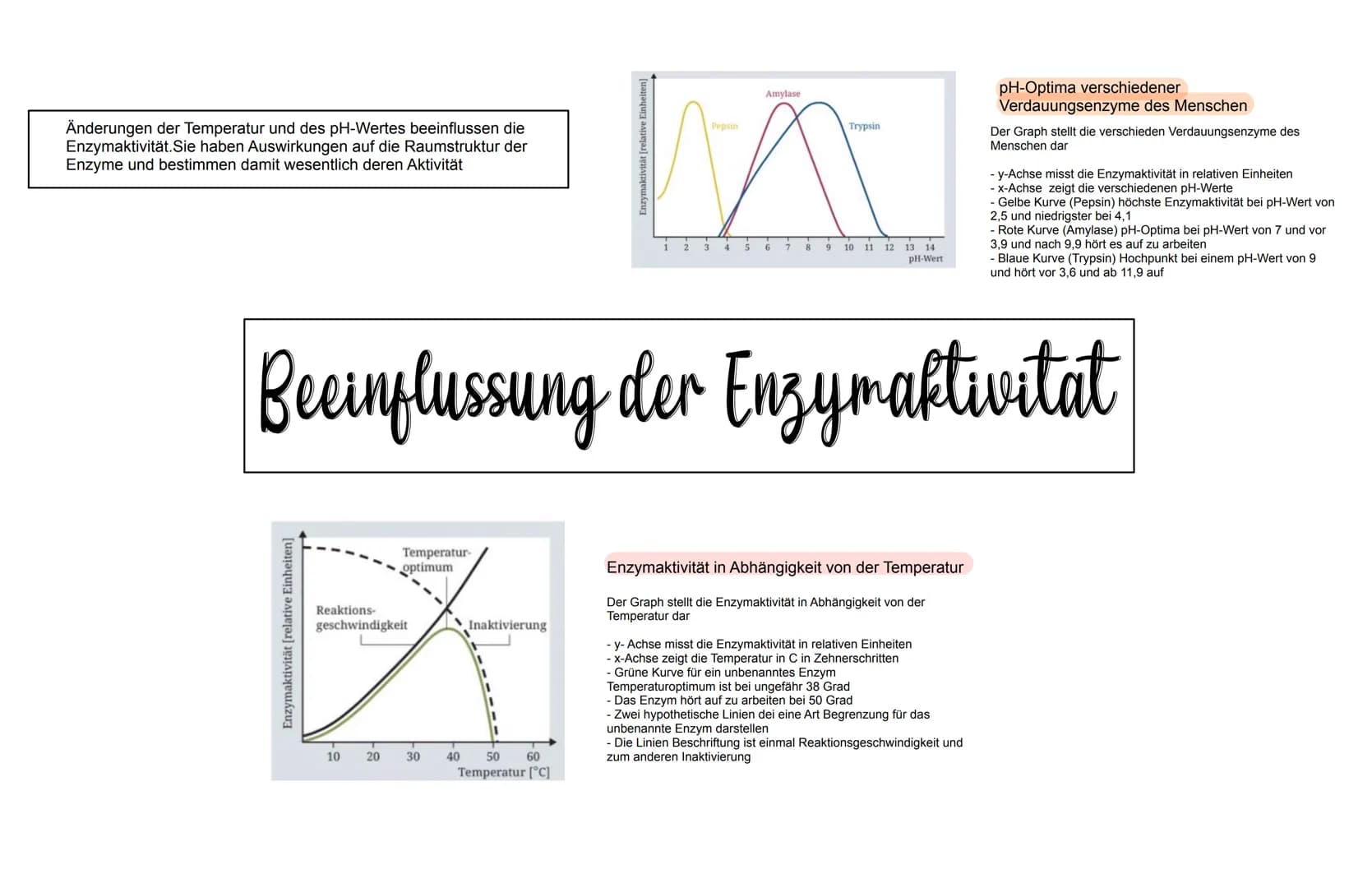 WICHTIG ZU WISSEN
- Enzyme sind Proteine
- Die 3D-Struktur von Enzymen beeinflusst was sie binden
können (Substratspezifisch) und was sie ma