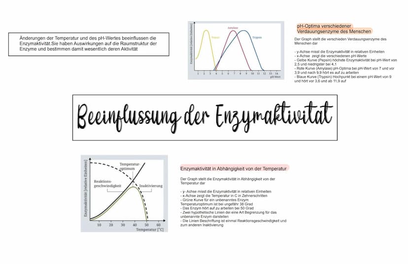 WICHTIG ZU WISSEN
- Enzyme sind Proteine
- Die 3D-Struktur von Enzymen beeinflusst was sie binden
können (Substratspezifisch) und was sie ma