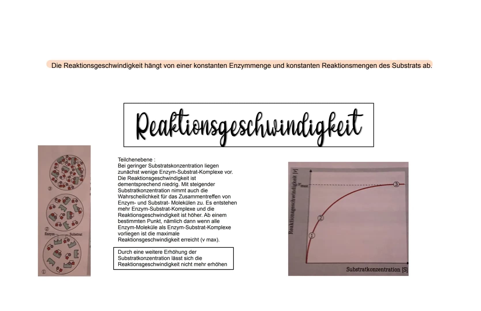 WICHTIG ZU WISSEN
- Enzyme sind Proteine
- Die 3D-Struktur von Enzymen beeinflusst was sie binden
können (Substratspezifisch) und was sie ma