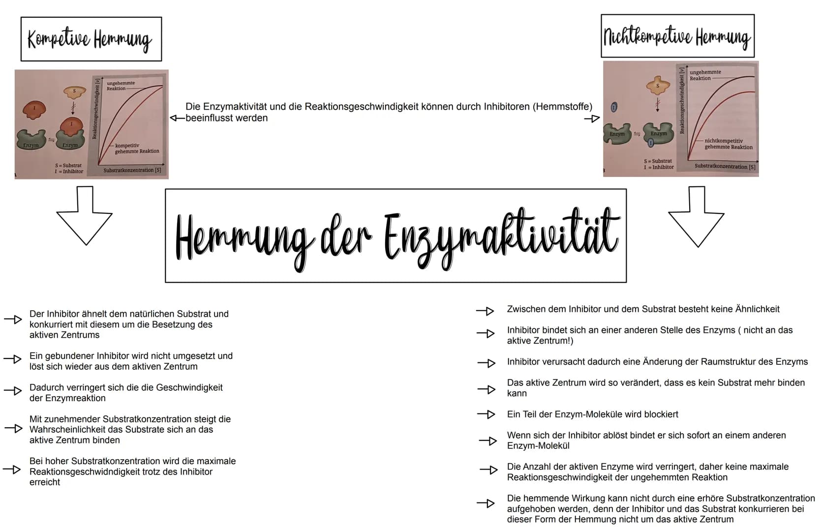WICHTIG ZU WISSEN
- Enzyme sind Proteine
- Die 3D-Struktur von Enzymen beeinflusst was sie binden
können (Substratspezifisch) und was sie ma