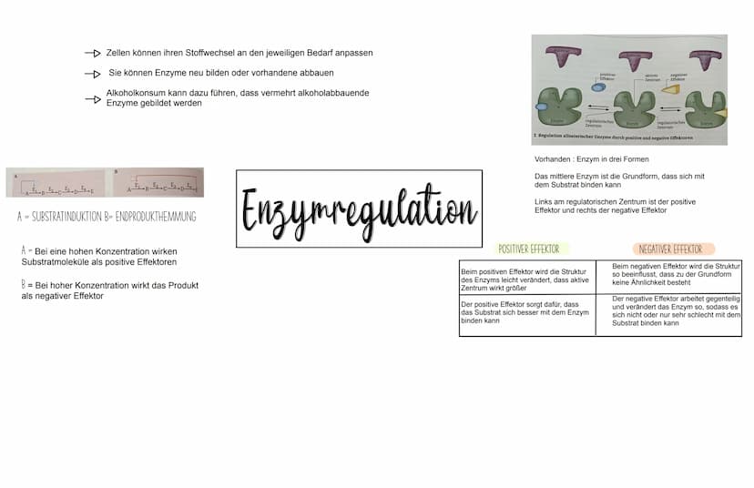 WICHTIG ZU WISSEN
- Enzyme sind Proteine
- Die 3D-Struktur von Enzymen beeinflusst was sie binden
können (Substratspezifisch) und was sie ma
