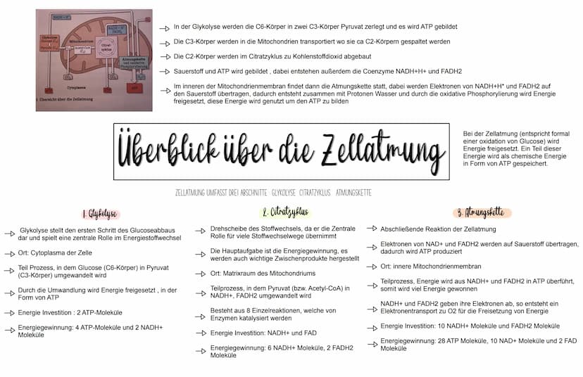 WICHTIG ZU WISSEN
- Enzyme sind Proteine
- Die 3D-Struktur von Enzymen beeinflusst was sie binden
können (Substratspezifisch) und was sie ma