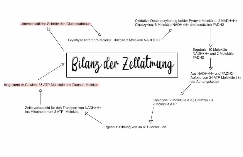 WICHTIG ZU WISSEN
- Enzyme sind Proteine
- Die 3D-Struktur von Enzymen beeinflusst was sie binden
können (Substratspezifisch) und was sie ma