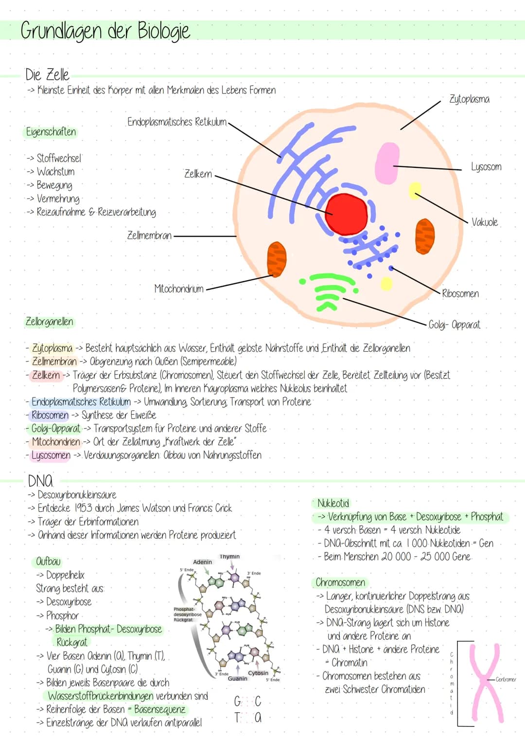 Grundlagen der Biologie
Die Zelle
→→ Kleinste Einheit des Körper mit allen Merkmalen des Lebens Formen
Eigenschaften
-> Stoffwechsel
→> Wach