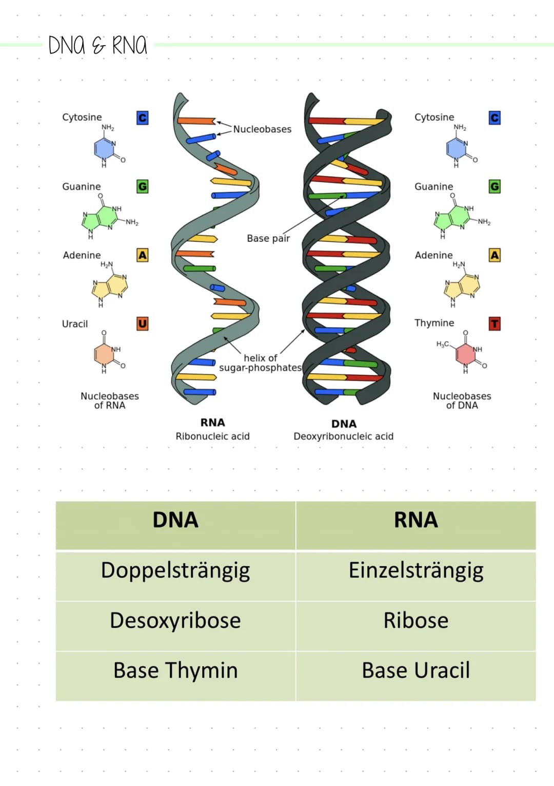 Grundlagen der Biologie
Die Zelle
→→ Kleinste Einheit des Körper mit allen Merkmalen des Lebens Formen
Eigenschaften
-> Stoffwechsel
→> Wach