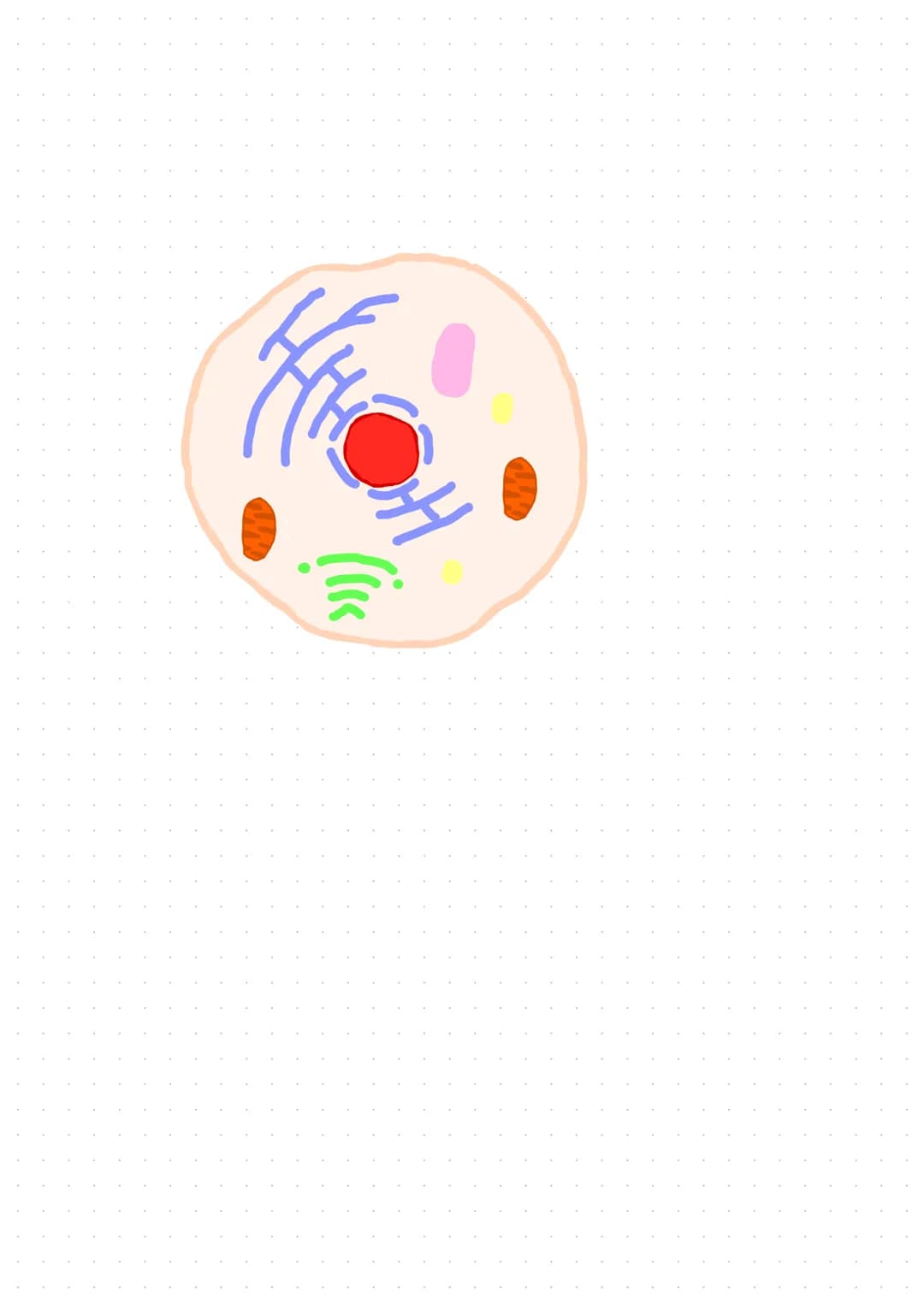 Grundlagen der Biologie
Die Zelle
→→ Kleinste Einheit des Körper mit allen Merkmalen des Lebens Formen
Eigenschaften
-> Stoffwechsel
→> Wach