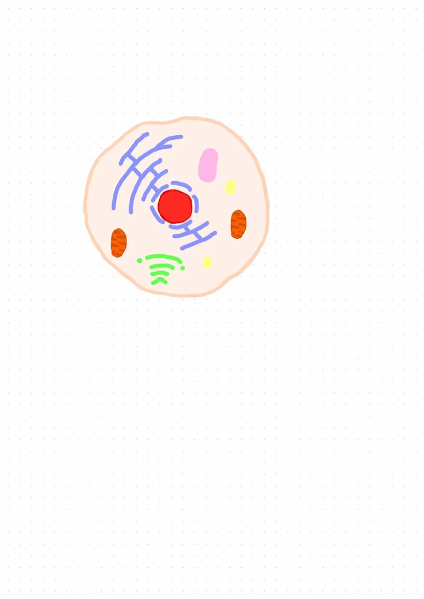 Grundlagen der Biologie
Die Zelle
→→ Kleinste Einheit des Körper mit allen Merkmalen des Lebens Formen
Eigenschaften
-> Stoffwechsel
→> Wach