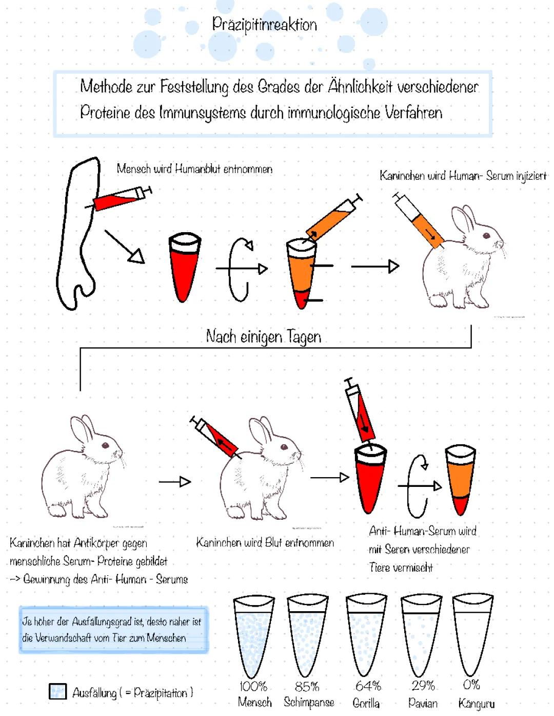 Präzipitintest und Proteinanalysen leicht erklärt - Western Blot, Co-Immunpräzipitation & mehr