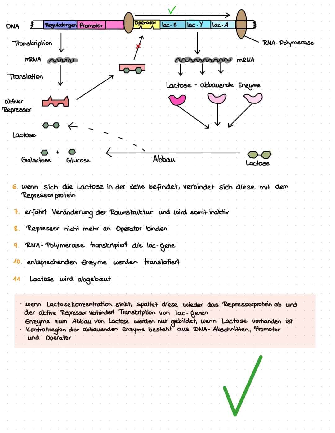 LACTOSE
> Substratinduktion.
> Strukturgene werden angeschaltet, wenn Lactose (Substrat) vorhanden ist, reguliert
den Abbau von Stoffen
> so