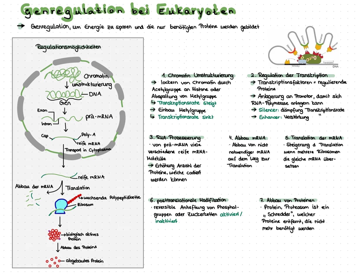 LACTOSE
> Substratinduktion.
> Strukturgene werden angeschaltet, wenn Lactose (Substrat) vorhanden ist, reguliert
den Abbau von Stoffen
> so