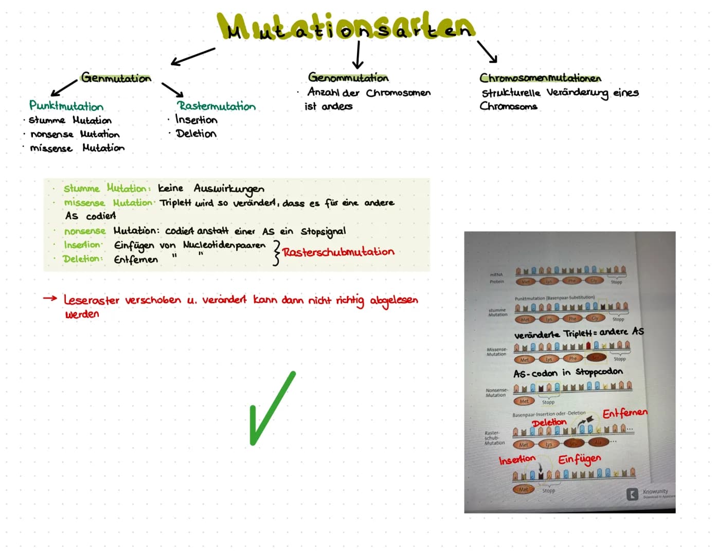 LACTOSE
> Substratinduktion.
> Strukturgene werden angeschaltet, wenn Lactose (Substrat) vorhanden ist, reguliert
den Abbau von Stoffen
> so