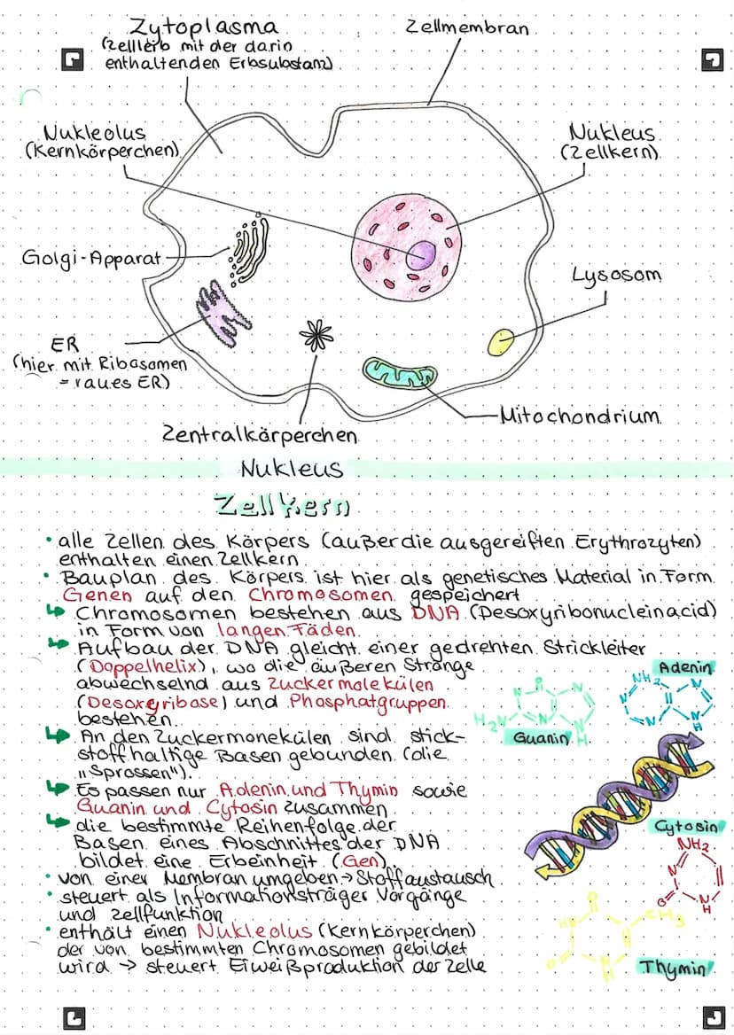 Anatomie und
Physiologie
Zellmembran
G
der Zelle
Umhüllung der Zelle
Barriere zur Außenwelt
nur für bestimmte Stoffe durchlässig
Dadurch: Re