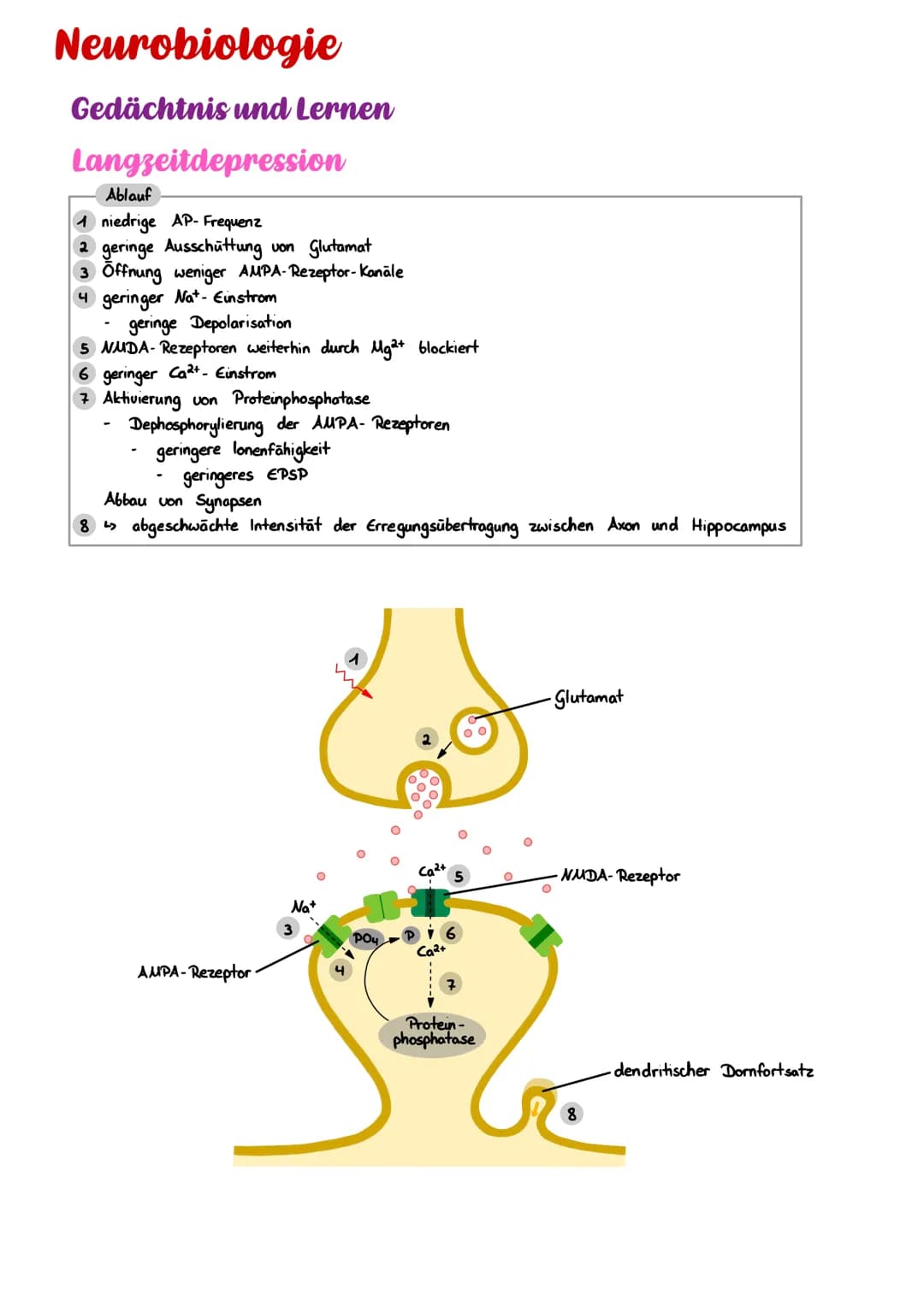 Neurobiologie
Gedächtnis und Lernen
Langzeitdepression
Ablauf
A niedrige AP- Frequenz
2 geringe Ausschüttung von Glutamat
3 Öffnung weniger 