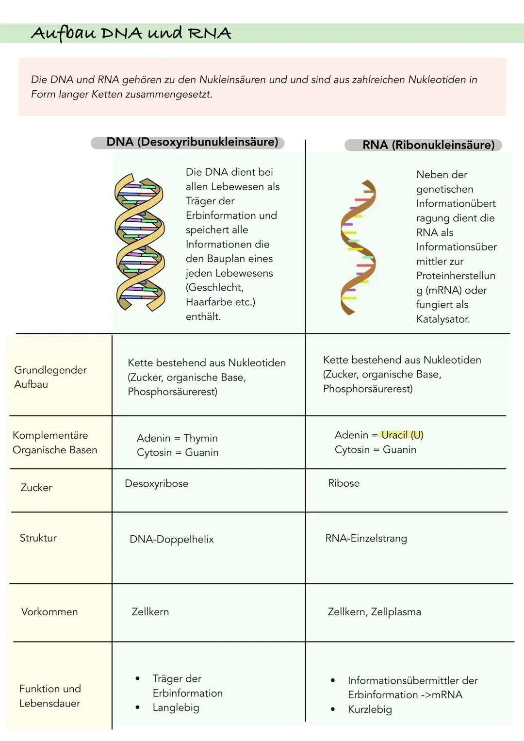 Die DNA und RNA im Vergleich (Aufbau)