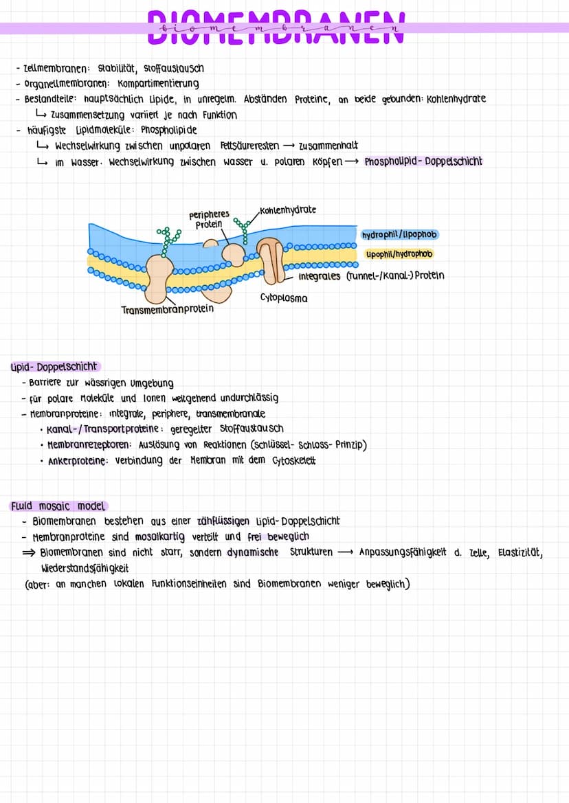 1.3
biomembranen
und
stofftransport JAMEMODANPU
VILTPHANCTU
DICI
Zellmembranen: Stabilität, Stoffaustausch
organellmembranen: Kompartimentie