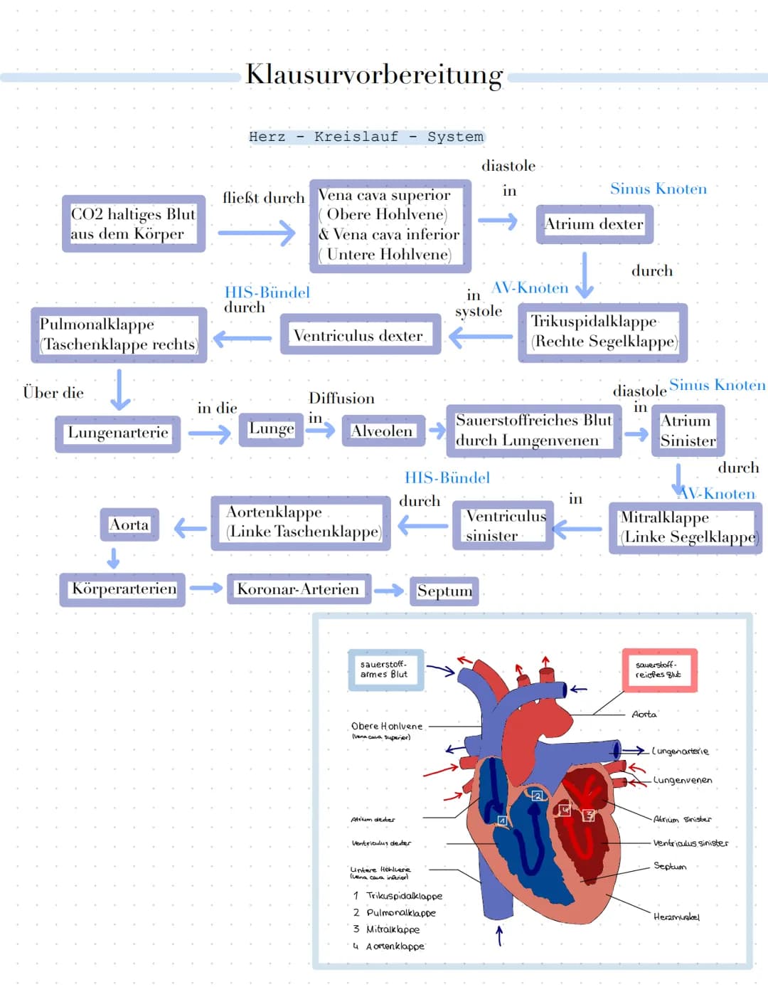 Klausurvorbereitung
Themenübersicht
•Herz-Kreislauf-System
Herzschlag
Herzerregungsweiterleitug
• EKG Kurve physiologisch und Pathologisch
A