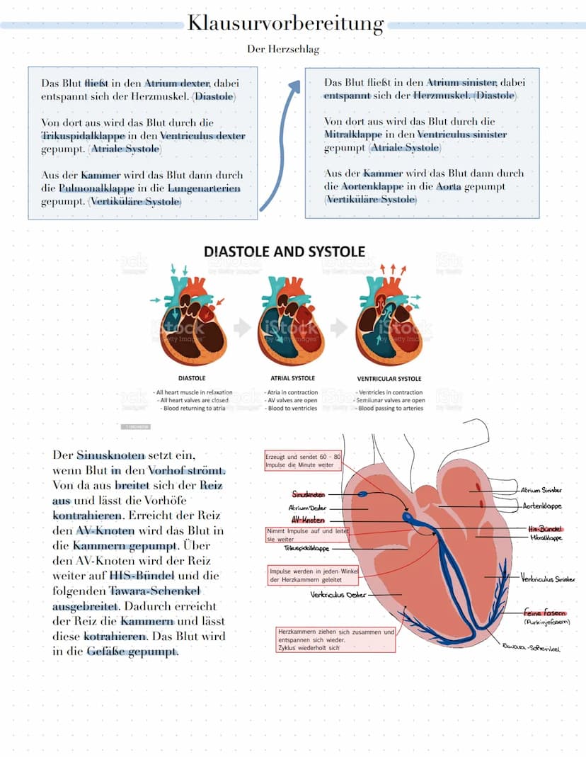 Klausurvorbereitung
Themenübersicht
•Herz-Kreislauf-System
Herzschlag
Herzerregungsweiterleitug
• EKG Kurve physiologisch und Pathologisch
A