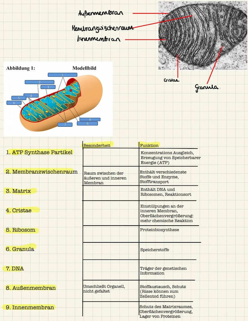 Biologie Aufgaben: Dissimilation - Zellatmung
Zu NR. 1: vier Teil Begriffe der Zellatmung und ihre Reaktionsorte:
1. Glykolyse:
Reaktionsort