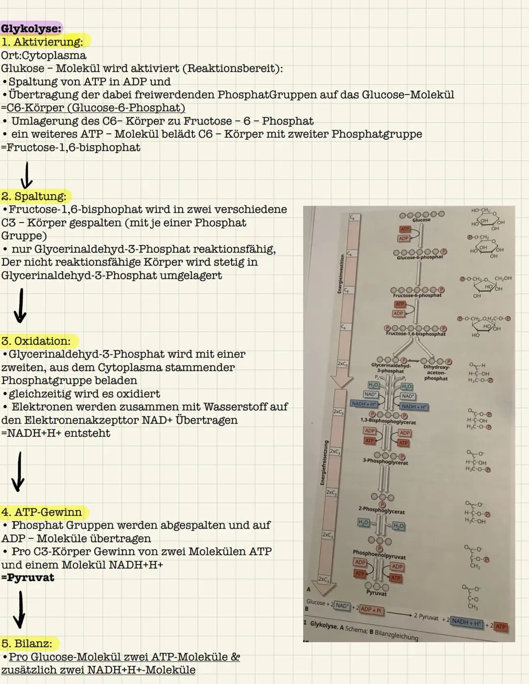 Biologie Aufgaben: Dissimilation - Zellatmung
Zu NR. 1: vier Teil Begriffe der Zellatmung und ihre Reaktionsorte:
1. Glykolyse:
Reaktionsort