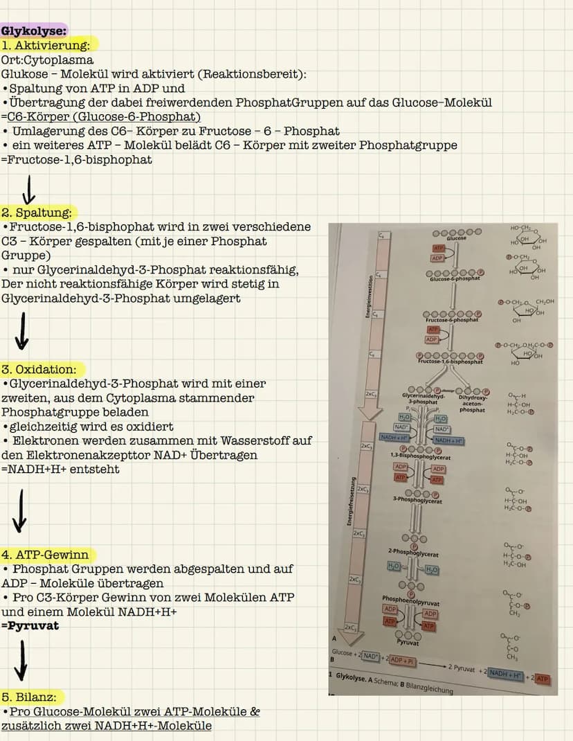 Biologie Aufgaben: Dissimilation - Zellatmung
Zu NR. 1: vier Teil Begriffe der Zellatmung und ihre Reaktionsorte:
1. Glykolyse:
Reaktionsort