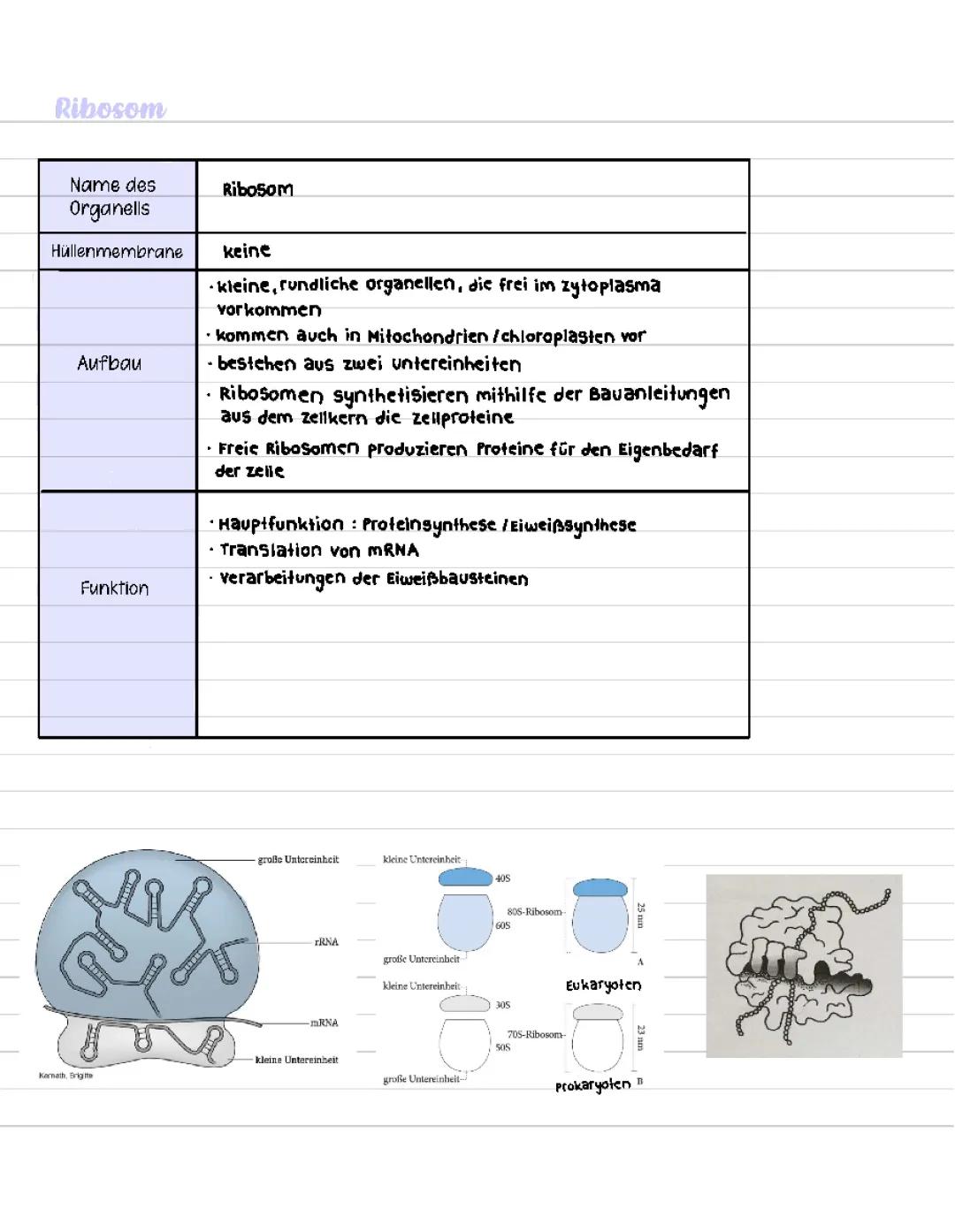 Ribosomen – Aufbau und Funktion einfach erklärt