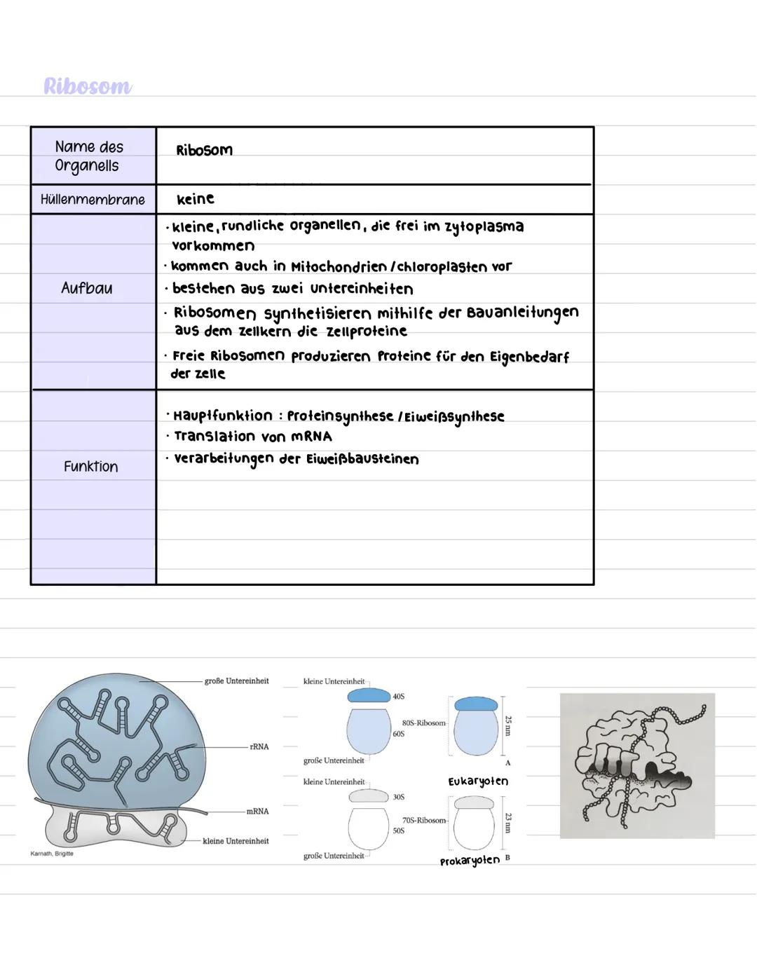 Ribosom
Name des
Organells
Hüllenmembrane
Aufbau
Funktion
Karnath, Brigitte
Ribosom
keine
kleine, rundliche organellen, die frei im zytoplas